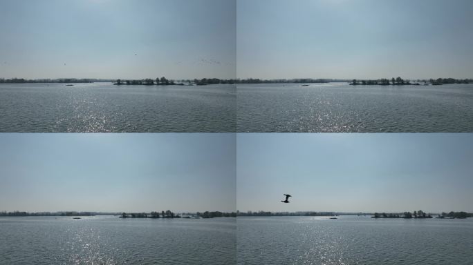 航拍襄阳汉江湿地野鸭候鸟群自然生态风光