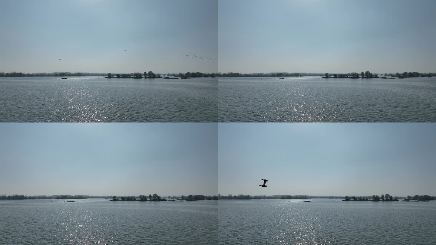 航拍襄阳汉江湿地野鸭候鸟群自然生态风光