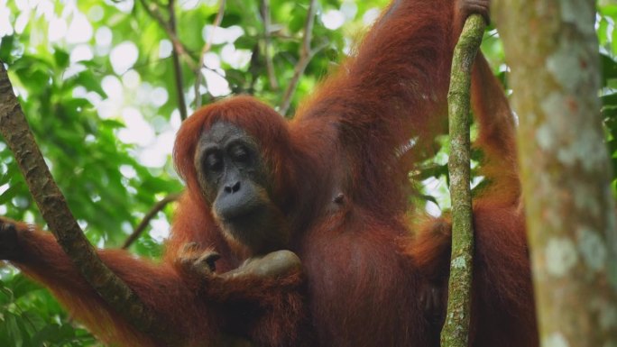 在北苏门答腊岛的森林里，猩猩妈妈正在哺育猩猩宝宝
