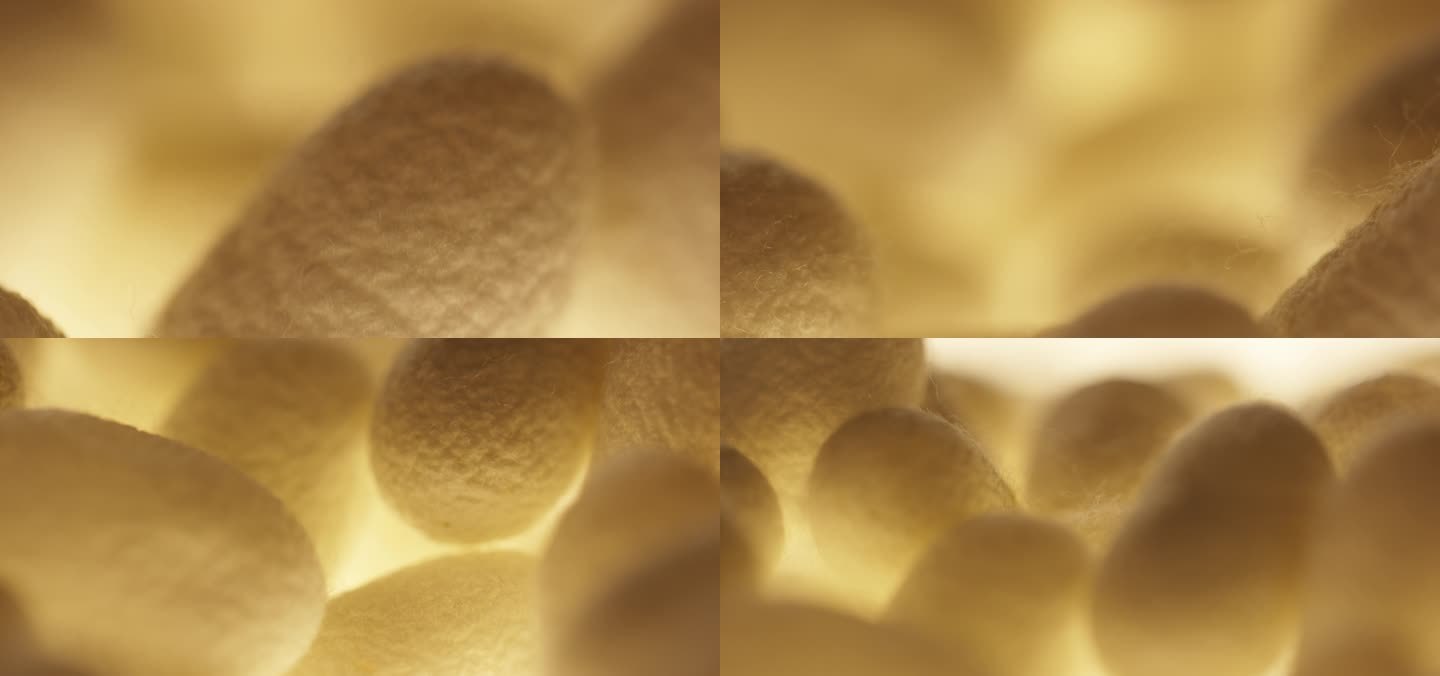 蚕茧 蚕丝30
