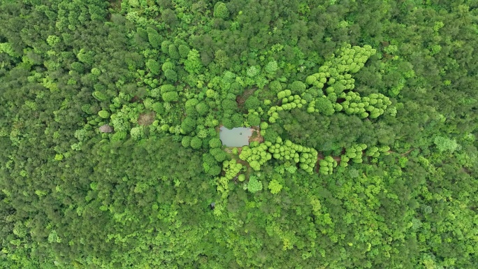 茂密森林树木大自然风景视频