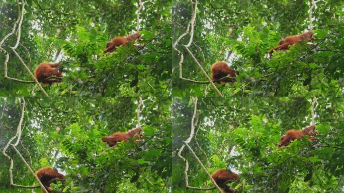 两只小猩猩在丛林里互相玩耍