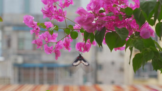 茂盛绽放的三角梅花上有一只华丽的大蝴蝶