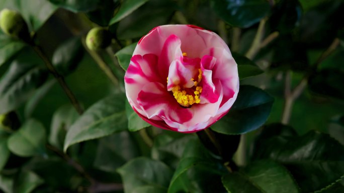 花开延时  茶花 山茶花 花露珍