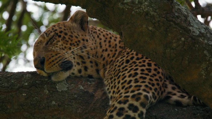 豹子在树枝上放松的慢镜头。食肉动物正在自然保护区的树上睡觉。塞伦盖蒂国家公园的野生动物。