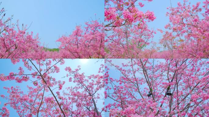 南宁青秀山粉红色樱花园树林