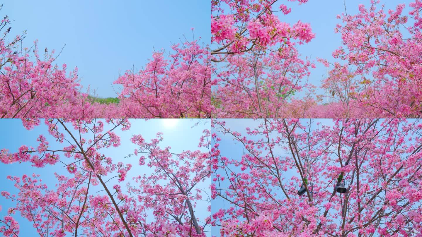 南宁青秀山粉红色樱花园树林