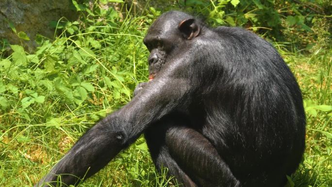 倭黑猩猩进食的特写