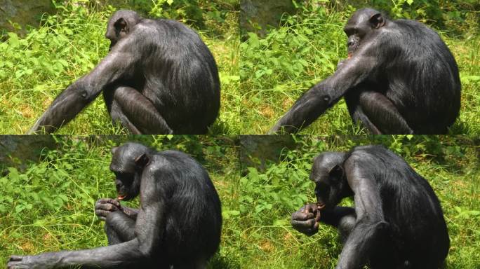 倭黑猩猩进食的特写