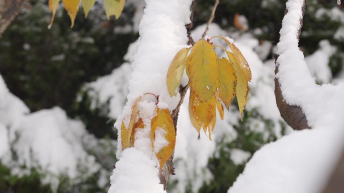 7条4K雪花飘落积雪白雪皑皑素材3