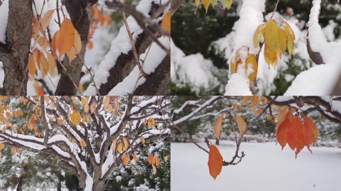 7条4K雪花飘落积雪白雪皑皑素材3