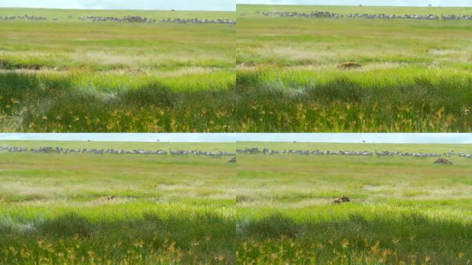 在塞伦盖蒂国家公园，鬣狗优雅地漫步在草地上