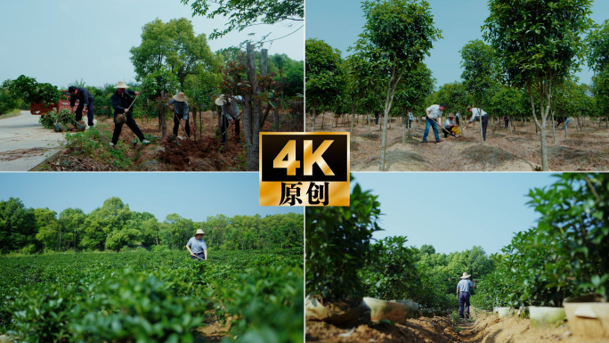 植树节村书记带领村民一起植树 种树 栽树