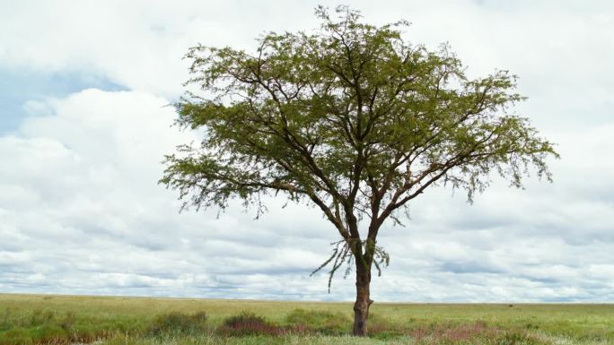 在塞伦盖蒂国家公园多云的天空下，草地上巨大的单棵树的锁定镜头