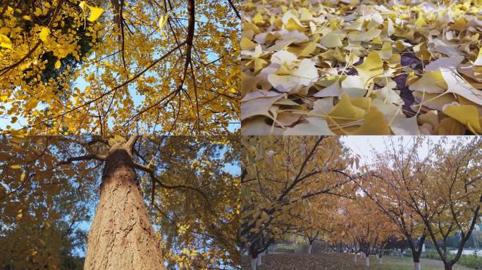 拍摄初冬金黄色的树林银杏叶