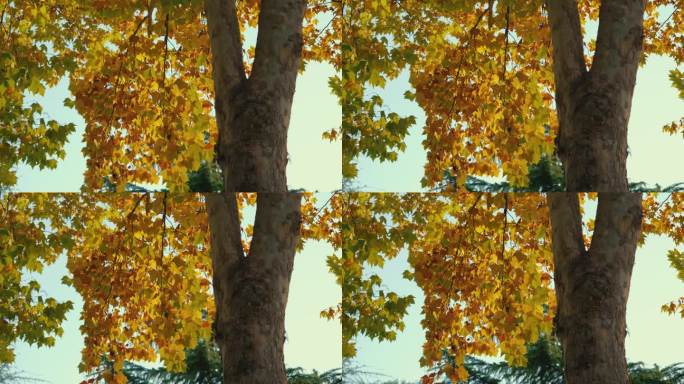 秋天的梧桐树树叶纹理金色之秋美丽秋季