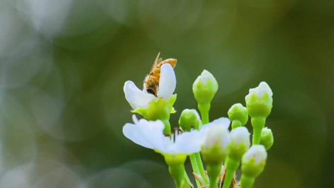 蜜蜂 梨花 采花蜜 采蜜 春天