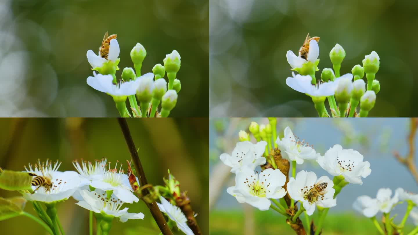 蜜蜂 梨花 采花蜜 采蜜 春天