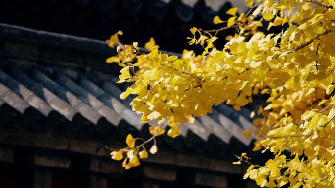 黄银杏叶与中国古建筑