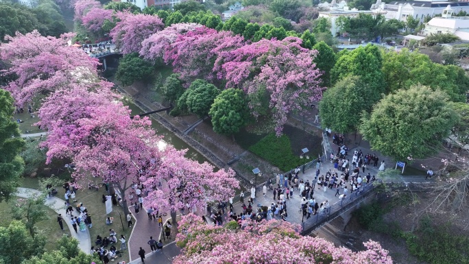 中国广东省广州市从化区华软异木棉