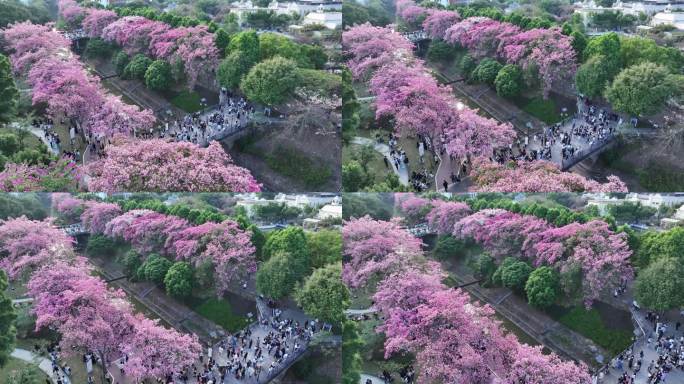 中国广东省广州市从化区华软异木棉