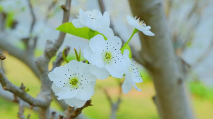 梨花李花特写