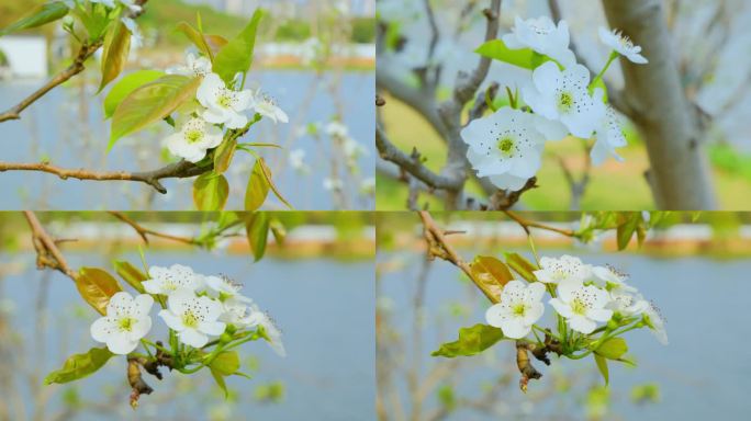 梨花李花特写