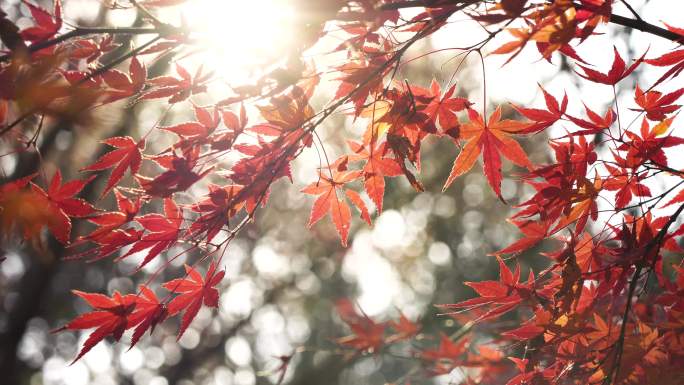 秋天逆光下唯美的红枫