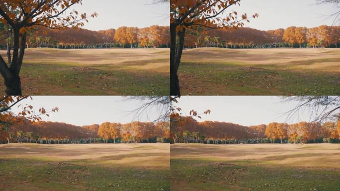 美丽的秋天公园仰拍仰望金秋时节无人空境