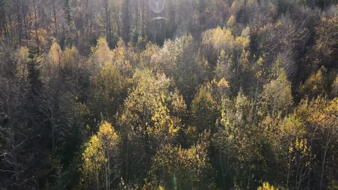 空中无人机拍摄的雄伟美丽的彩色森林在阳光明媚的日子。奇妙的景色，在温暖的秋天飞过树林，电影般的自然林