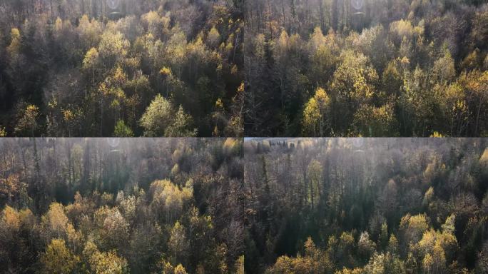 空中无人机拍摄的雄伟美丽的彩色森林在阳光明媚的日子。奇妙的景色，在温暖的秋天飞过树林，电影般的自然林