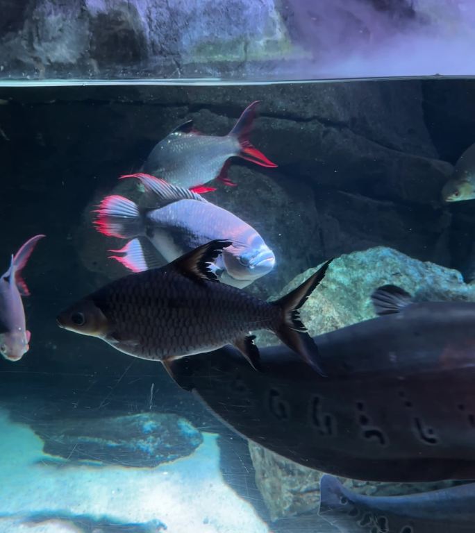 水族馆三湖慈鲷热带鱼亚马逊鱼类