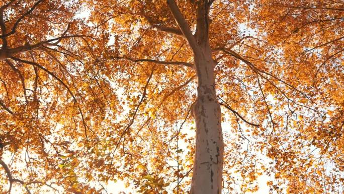 秋天的树仰拍仰望金秋时节大树树干