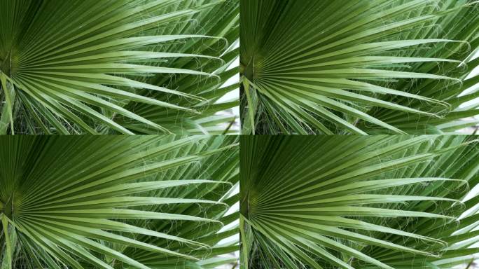 华盛顿丝状棕榈叶与挂线。热带树叶和长线状纤维
