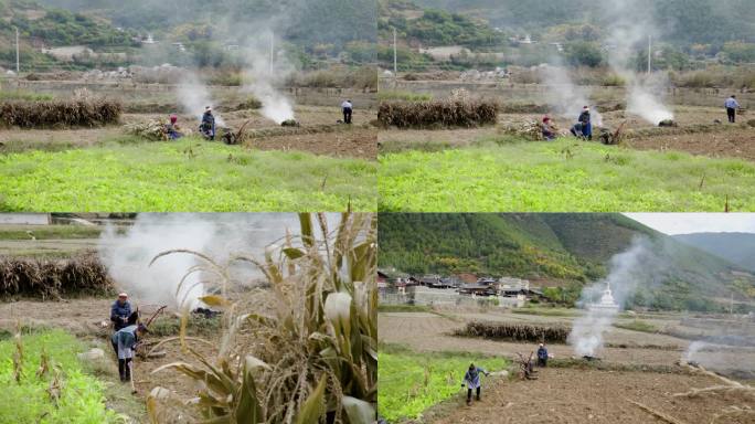 农民在地里干活