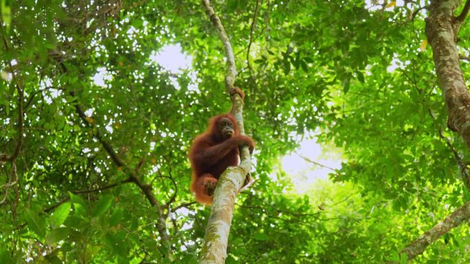 在北苏门答腊丛林的树上，一只年轻的雌性猩猩