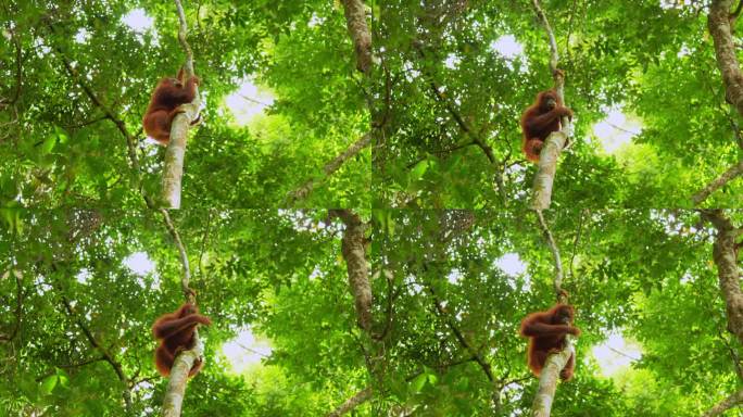 在北苏门答腊丛林的树上，一只年轻的雌性猩猩