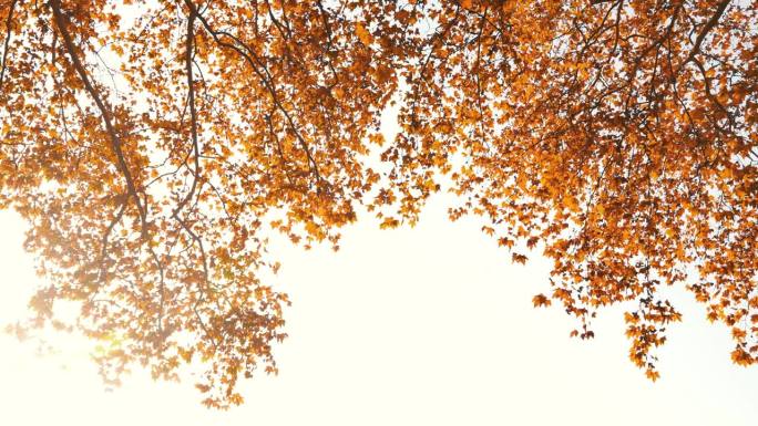 秋天梧桐树的叶子秋天来了立秋时节唯美秋天