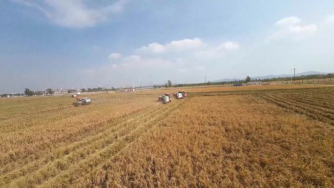 稻子收割 丰收季节 机械化生产穿越机航拍