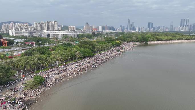 深圳湾公园海鸥