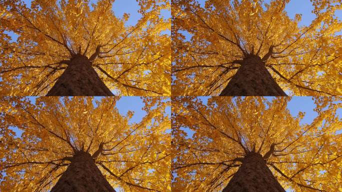 秋天看银杏树树叶纹理金色之秋美丽秋季