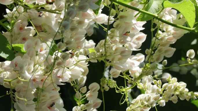 盛开的白色墨西哥爬行植物花与模糊的黑暗背景。凤头藤、白桦、蓼科或珊瑚藤花在花园里盛开，蜜蜂飞舞。