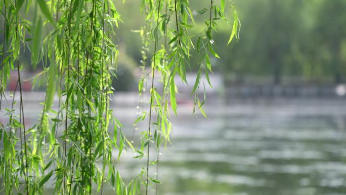 4K初夏柳树吐出嫩芽聊条随风飘动