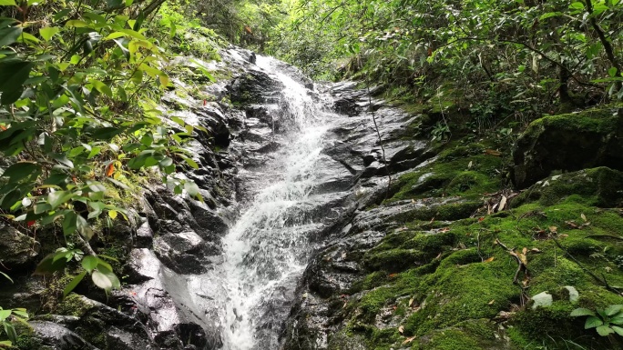 森林山涧小溪瀑布河流绿色苔藓