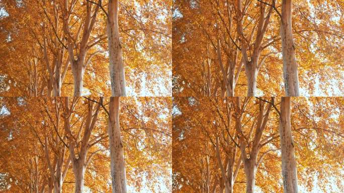 秋天的树在公园里秋天梧桐树梧桐树风景唯美