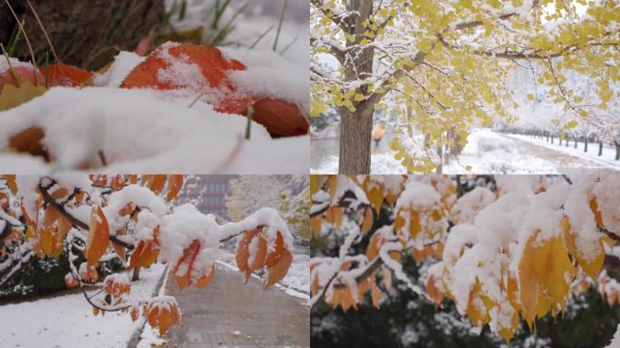 7条4K雪花飘落积雪白雪皑皑素材1