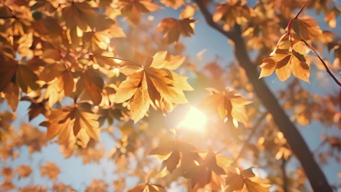 秋天森林枫林阳光透过树叶 落叶 一叶知秋