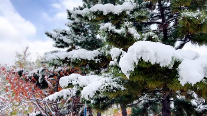 初雪 雪 大雪过后 美丽的雪景  08