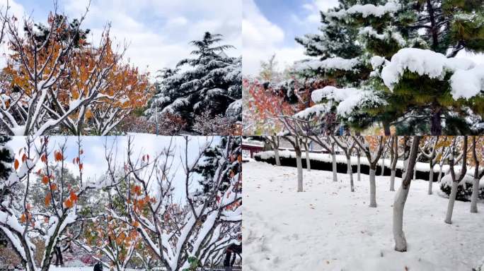 初雪 雪 大雪过后 美丽的雪景  08