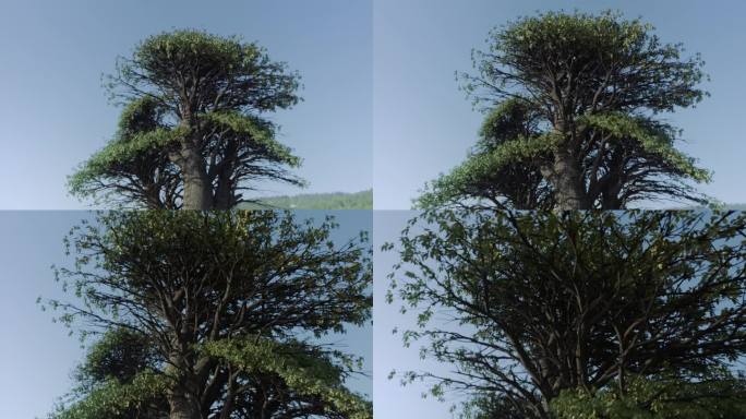 巨大的树。母亲树。象征性的概念性视频，描绘了神话中的生命之树，或知识之树。史诗般的电影镜头。主题是生